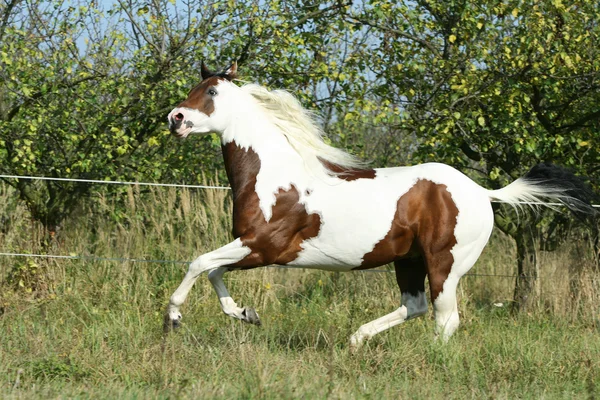 Cavalo de pintura correndo — Fotografia de Stock