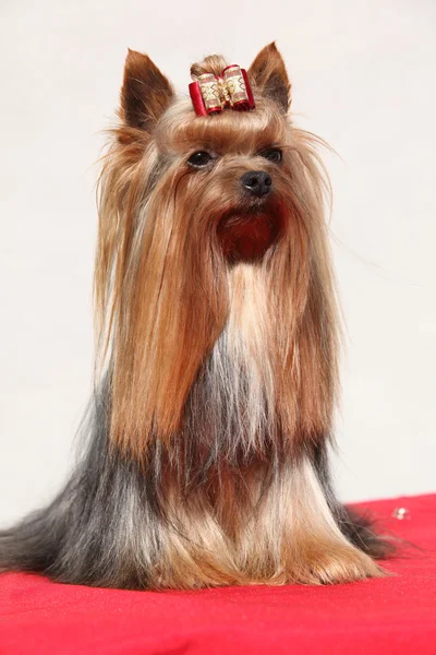 Yorkshire terrier in front of white background — Stock Photo, Image