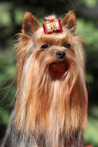 Yorkshire terrier di fronte a sfondo verde — Foto Stock