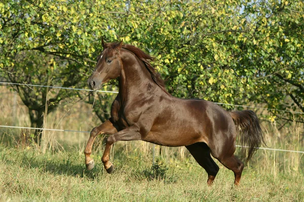 Quarter horse running — Stock Photo, Image