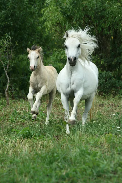 Pony mare with foal running — Stock Photo, Image