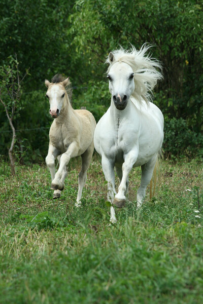 Pony mare with foal running