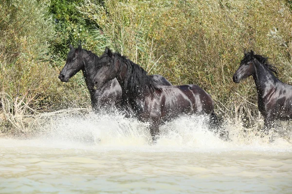 Group of friesian mares in the water — Stock Photo, Image