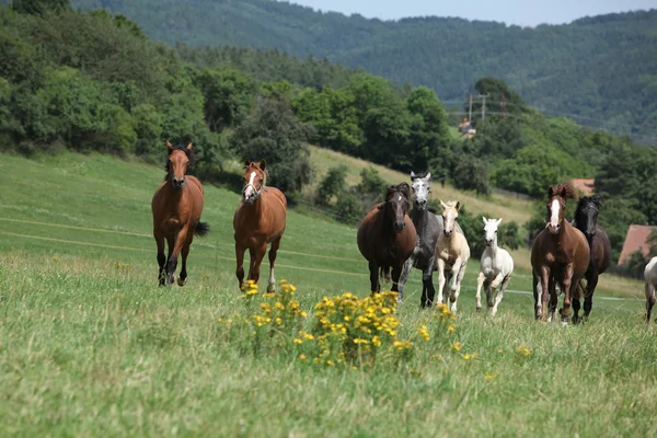 Állomány a futó lovak — Stock Fotó