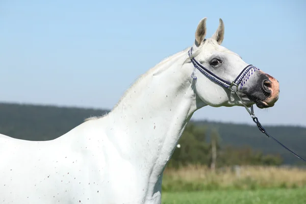 Nice arabian stallion with blue show halter — Stock Photo, Image