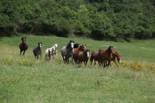Manada de cavalos de corrida — Fotografia de Stock