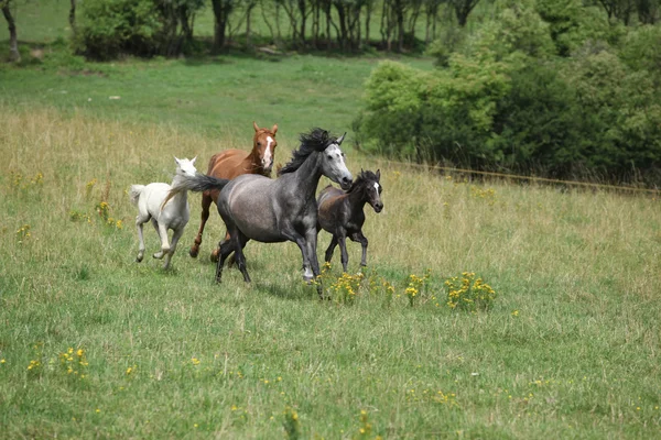 Стадо бегущих лошадей — стоковое фото