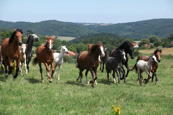 Manada de cavalos de corrida — Fotografia de Stock