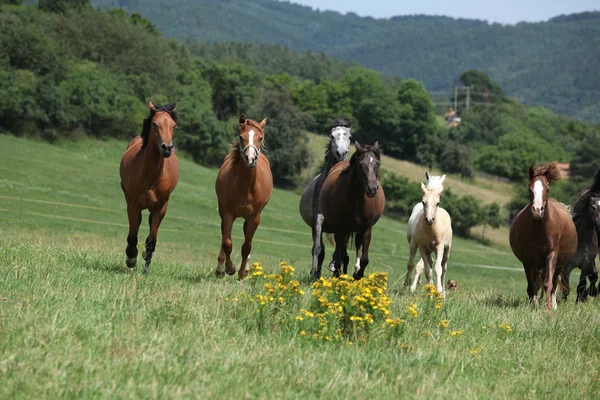 Manada de caballos de carreras —  Fotos de Stock