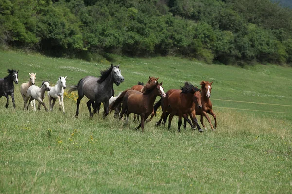 Manada de cavalos de corrida — Fotografia de Stock