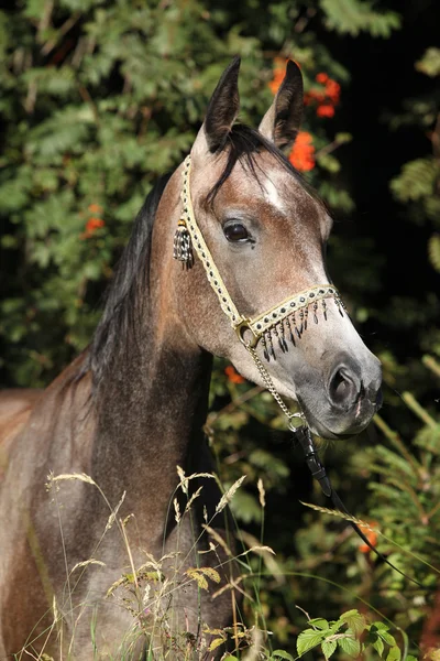 Nice arabian mare with show halter — Stock Photo, Image