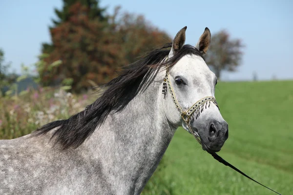 Bello stallone arabo con cavezza spettacolo — Foto Stock