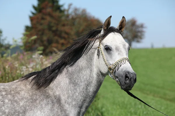 Bel étalon arabe avec licol spectacle — Photo