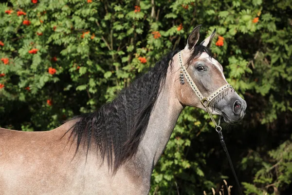 Schöne arabische Stute mit Showhalter — Stockfoto