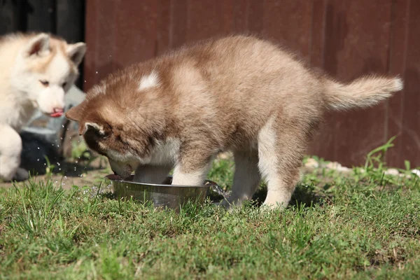 Siberische Huskey pups — Stockfoto