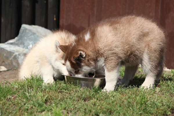 Siberian husky valpar — Stockfoto