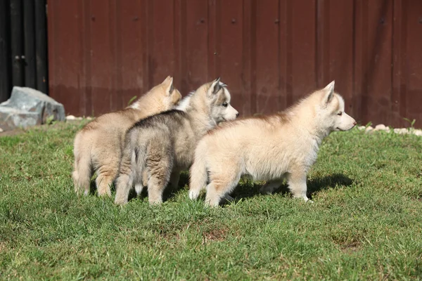 Tři štěňata sibiřský husky — Stock fotografie