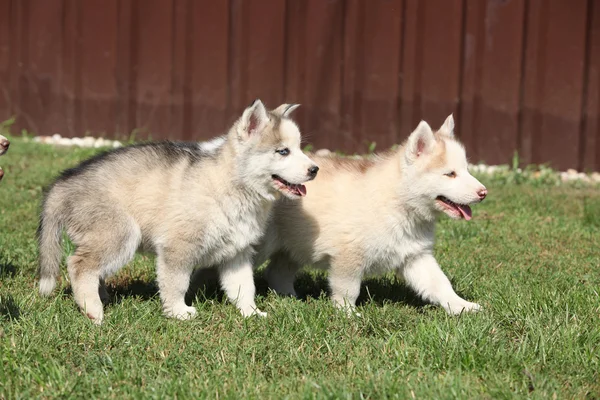 Два сибирских щенка хаски — стоковое фото