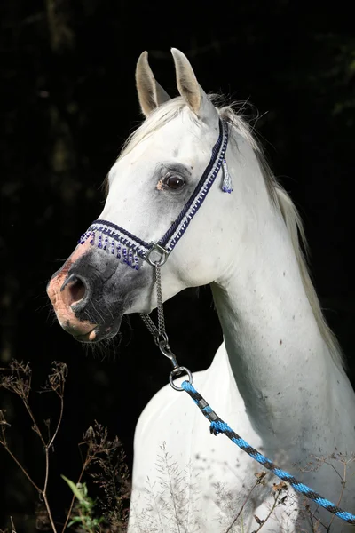 Nice arabian stallion with show halter — Stock Photo, Image