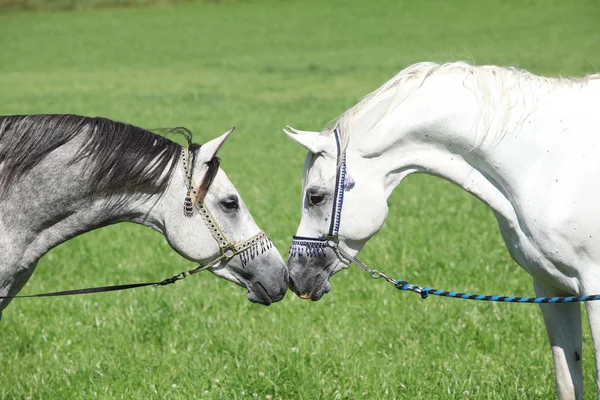 Dos sementales árabes con halters —  Fotos de Stock