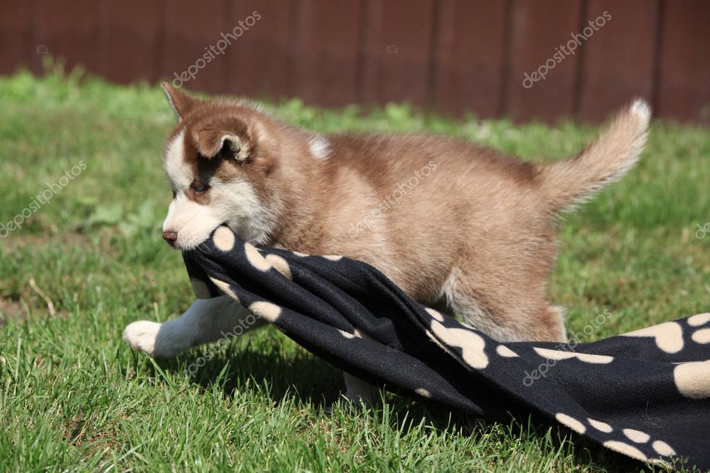 Dog Holds Blanket In Mouth