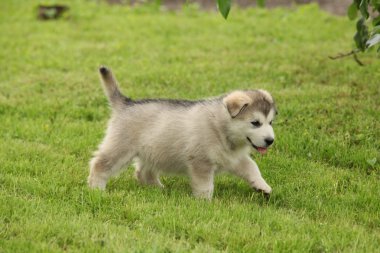 Alaskan malamute köpek yavrusu