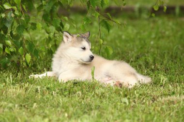 Alaskan malamute puppy Birch twigs altında