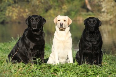 Three dogs in front of the water