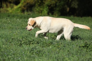 Creme labrador retriever çalışan