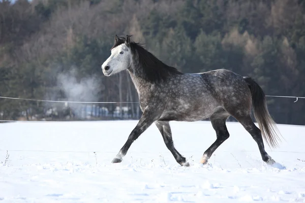 Grey horse running in winter — Stock Photo, Image