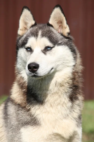 Retrato de husky siberiano — Fotografia de Stock