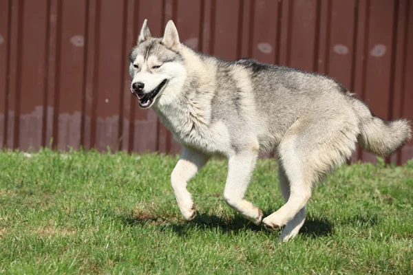 Porträtt av sibiriska Husky — Stockfoto