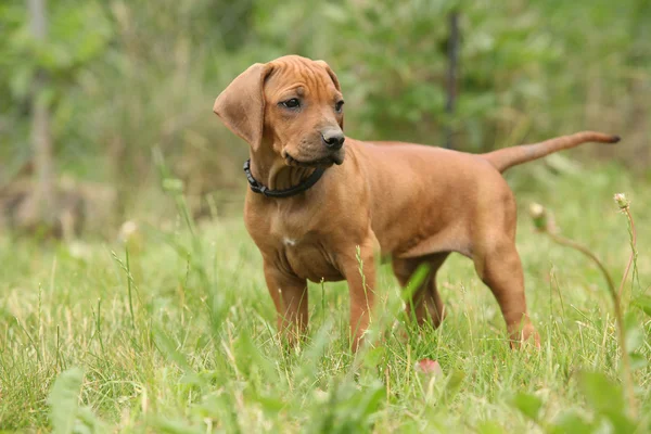 Rodezya ridgeback köpek yavrusu — Stok fotoğraf