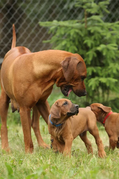 Rhodesian ridgeback cagna — Foto Stock