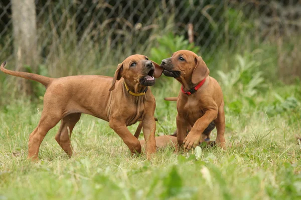 Rhodesian ridgeback cachorros jugando — Foto de Stock