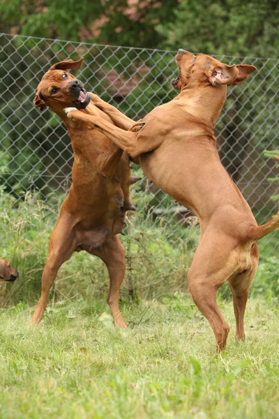 ローデシアン ・ リッジバックの雌犬 — ストック写真