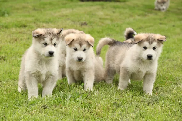 กลุ่มลูกสุนัข Alaska Malamute — ภาพถ่ายสต็อก