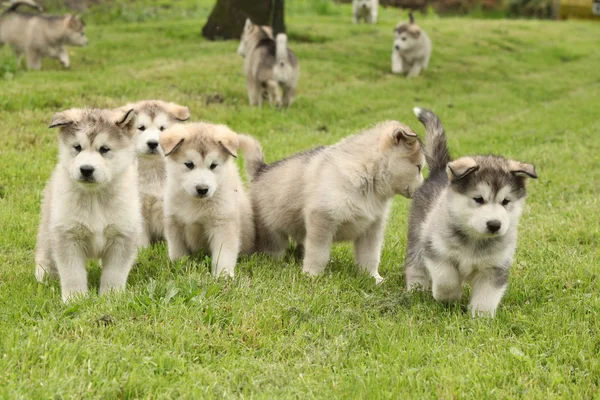 Group of Alaskan Malamute puppies — Stock Photo, Image