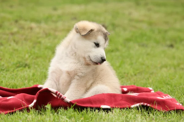 Alaskan malamute pup zittend op deken — Stockfoto