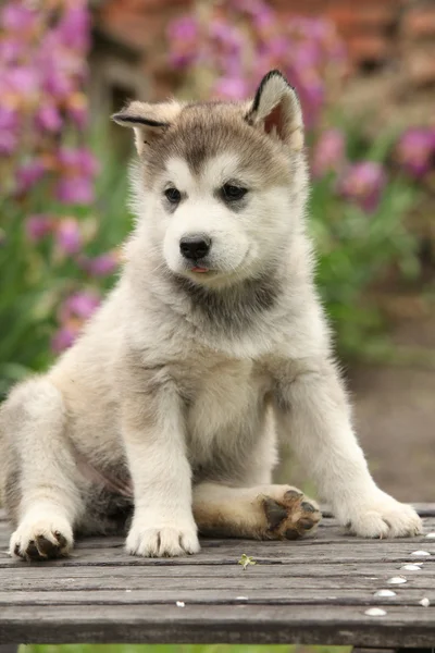 Alaskan malamute szczeniak — Zdjęcie stockowe