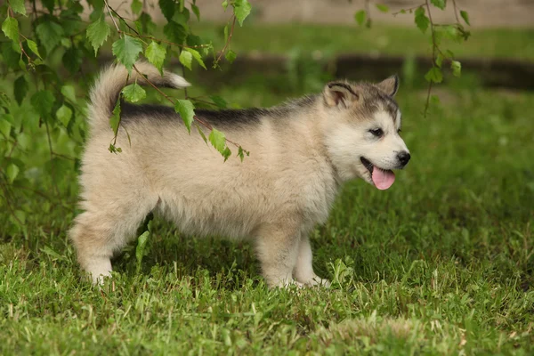 Alaskan Malamute puppy under the twigs of birch — Stock Photo, Image