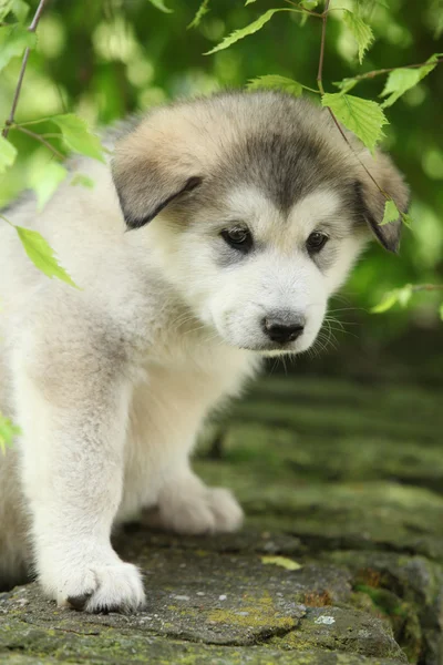 Alaskan Malamute puppy under the twigs of birch — Stock Photo, Image