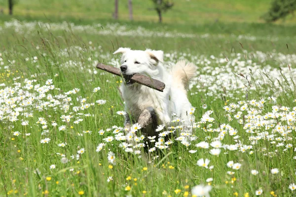 Slovakisk Chuvach i hvide blomster - Stock-foto