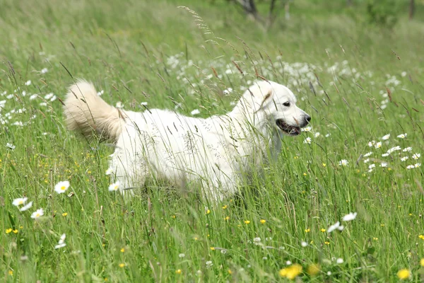 Slowaakse Cuvac in witte bloemen — Stockfoto