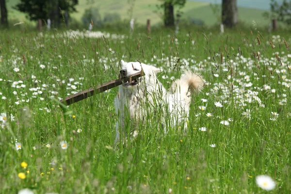 Slowaakse Cuvac in witte bloemen — Stockfoto