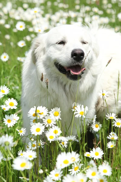 Slovakian Chuvach in white flowers — Stock Photo, Image