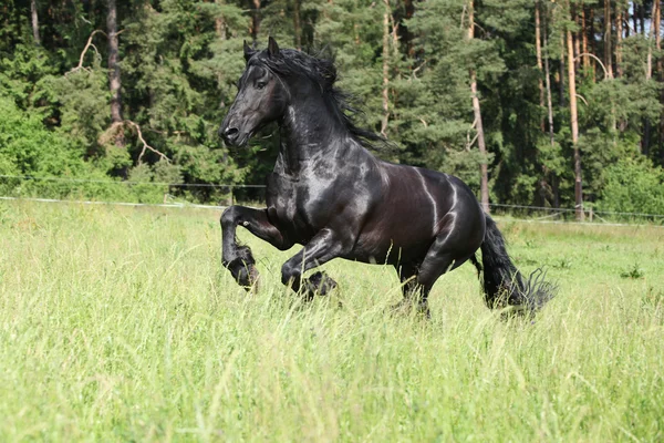 Black friesian stallion running — Stock Photo, Image