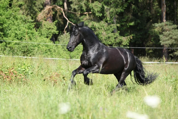 Svart frisiska hingst kör — Stockfoto