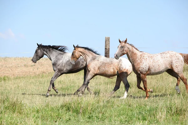 Bonitos caballos appaloosa corriendo sobre pastizales — Foto de Stock