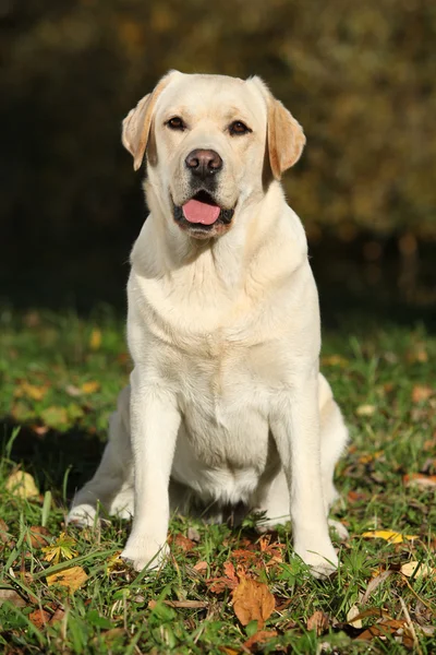 Krásný pes usedl — Stock fotografie